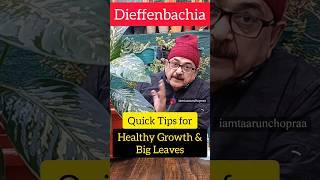 Dieffenbachia Secrets to Giant Leaves and Vibrant Health greenthumb plantcare plantlover [upl. by Arol858]