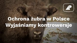 Ochrona żubra w Polsce Wyjaśniamy kontrowersje [upl. by Ira196]