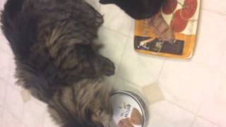 Nutro Perfect Portions Cat Food [upl. by Mesics152]