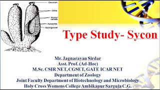 Types Study  Sycon । crown sponge। phylum porifera। ostia । phylum porifera bsc 1st year [upl. by Brant]