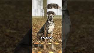 Meet the Catahoula Leopard Dog America’s Versatile Canine [upl. by Elrebma378]