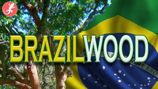 Brazilwood  The Tree That Named A Country [upl. by Backer469]