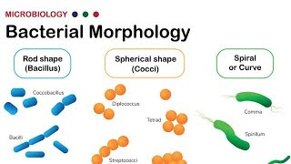 Morphology of Bacteria  Structural forms of Bacteria Spirilla Bacilli and Cocci [upl. by Delamare624]