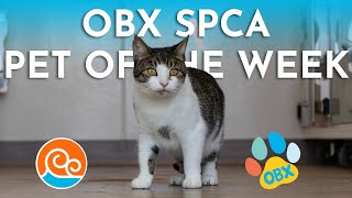 Outer Banks SPCA Pet of the Week Connie September 30 2024 [upl. by Chenay]