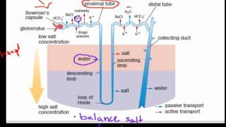 MB39filtration and reabsorption in the kidney HSC biology [upl. by Angell464]