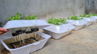 How to grow coriander in Styrofoam Box with water  Growing coriander from seed [upl. by Arela829]