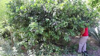 Bergamot Orange Tree Pruning  Rare Exotic Fruit Tree Trimming Citrus bergamia [upl. by Ettennal]