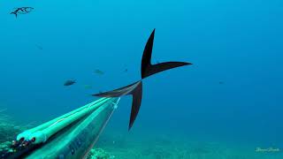 Spearfishing Trip  Dugi Otok Croatia [upl. by Leacock]