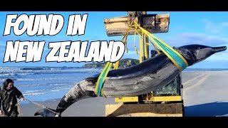 In New Zealand  The Worlds Rarest Whale SpadeToothed Whale Discovery [upl. by Enelyt770]