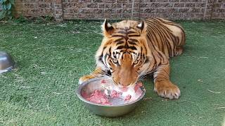 Watch me feed the tigers and checking the pups in FHD 60fps [upl. by Arielle746]