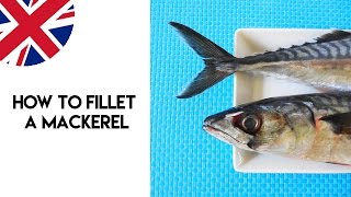 How to Fillet a Mackerel [upl. by Atiuqet]