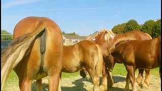 Il était une fois foire les chevaux [upl. by Eitsym]