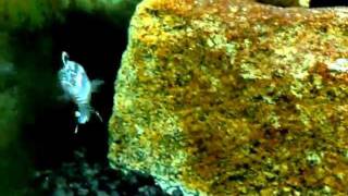 75 Gallon African Cichlid Aquarium  Melanochromis Johannii [upl. by Tada296]