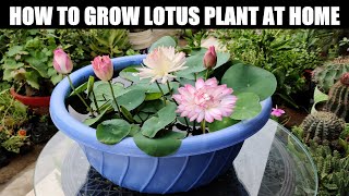 How To Grow Lotus Plant  FULL INFORMATION [upl. by Reinke609]