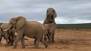 Unforgettable Wildlife Moment Witnessing Elephants Mating in the Wild [upl. by Rudwik]