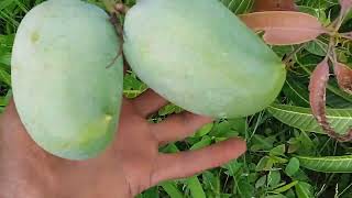 केसर Mango 🥭  Farming with D2 Nature Save Tree mango nature naturelovers tree savetrees [upl. by Elidad]