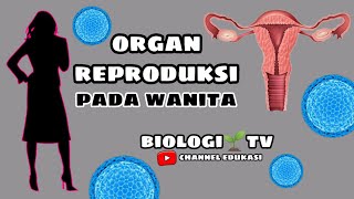 organ reproduksi pada wanita  biologi sma kelas 11 BABSistem reproduksi [upl. by Rainah]