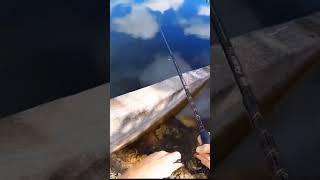 White paddle tail worm catches lunker catchnrelease bassfishing fishing [upl. by Adley766]