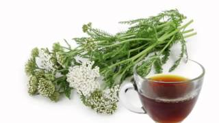 Yarrow Tea Health Benefits [upl. by Shantha]