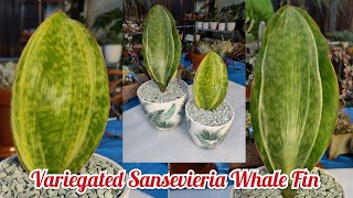 Unboxing Variegated Sansevieria Masoniana Whale Fin Sansevieria Bikolanahardinera [upl. by Anitnelav]