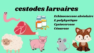 cestodes larvaires part two by Nesrine [upl. by Eilloh]