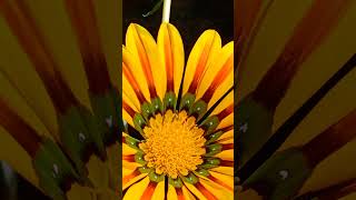 Gazania gazania seedgrown summerflower yellowflower sunlover sunlovingplants flower flowers [upl. by Ahsemaj164]