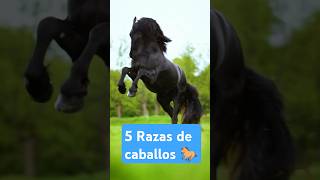 5 Razas de caballos 🐎 del mundo 🌍 [upl. by Lauraine]