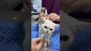 Cat get vaccinated by doctors 🏥catvideos cat doctor catlover shorts 🐈🏥🐈 [upl. by Hewe]