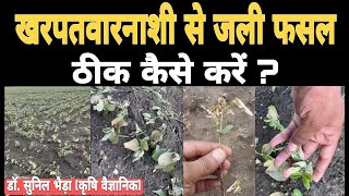 खरपतवारनाशी से जली फसल ठीक कैसे करें  सोयाबीन ठीक कैसे करें  गलत ज्यादा Herbicide के डोज को ठीक [upl. by Olin]