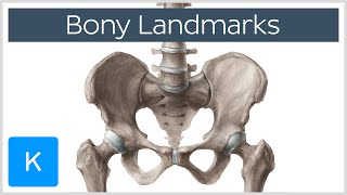 How to Memorize Bony Landmarks Quickly and Easily  Human Anatomy  Kenhub [upl. by Lucho]