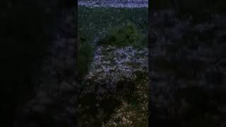 Hail storm hits Thornton Colorado [upl. by Shayn]