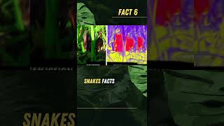 Will Heat Vision Snakes Change the Face of Wildlife Forever facts snake wildlife trending [upl. by Rennie]