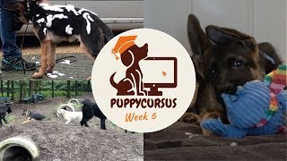 Online puppycursus week 6  Nee commando aanleren [upl. by Fredra]