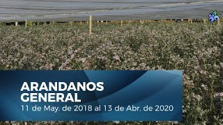 🌱Cultivo de Arándanos  General 🌱 Proplantas SA Tecnología Agrícola [upl. by Savdeep]