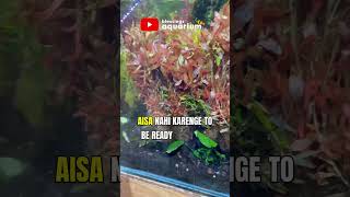 Day 25  Aquarium Plants Restocked  Planted Aquarium  Planted Tank Tips aquaticplants fishtank [upl. by Nnad233]