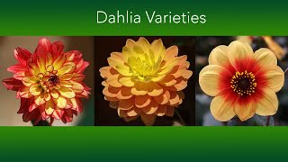 Dahlia Varieties  Over 50 different Flowers and 7 Flower Types  Plus Growing Tips [upl. by Dnaltiak]