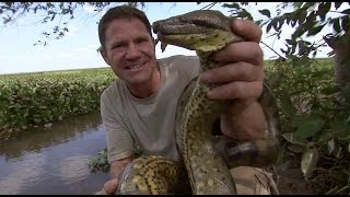 Steve Wrestles with a Green Anaconda  Deadly 60  BBC Earth [upl. by Intosh231]