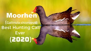 Common moorhen Birds Call Sound  Moorhen Bird Best Hunting Call Ever 2020 [upl. by Giannini]