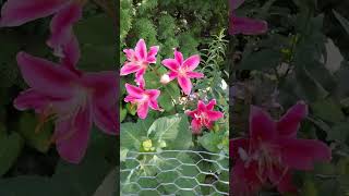 Hydrangeas Lillies Coneflowers Deer proofed fence garden flowers [upl. by Yderf]