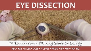 Eye Dissection  GCSEA LevelIB Biology [upl. by Nnovahs]