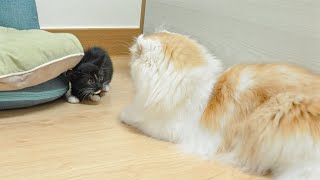 What Happens When a Rescued Kitten Faces a Giant Furry Cat Up Close │ Episode10 [upl. by Llatsyrc519]