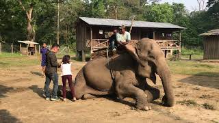 Elephant Ride at Chitwan National park  Meghauli Chitwan [upl. by Savior189]