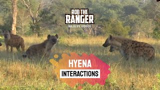 Hyena Interactions  African Wildlife On Safari [upl. by Ayote]