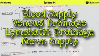 Anatomy of Spleen 44  Blood Supply Lymphatic Drainage Venous Drainage Nerve Supply [upl. by Brandenburg]