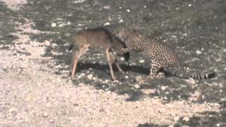 Cheetah killing Wildebeest Calf [upl. by Muriah]