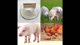 veterinary antibiotic lincomycin hcl powder for poultry [upl. by Quent316]