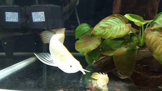 Feeding My Albino Arowana Senegal Bichirs and Knifefish [upl. by Ojibbob116]