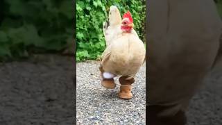 Chicken without toes shortvideo rescue cute animals lovestory [upl. by Llenwahs]