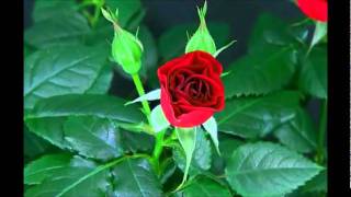 Blooming Red Rose Timelapse [upl. by Faust376]