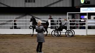 Jackie in Class 29  Hackney Pony Open  Spooktacular in Springfield OH on 10202023 [upl. by Bloem]